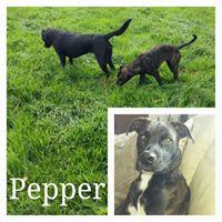 PEPPER