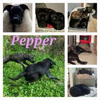 PEPPER