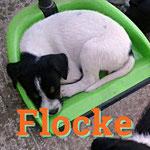 FLOCKE