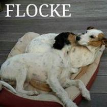 FLOCKE