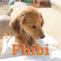 PHIBI