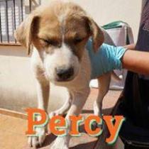 PERCY