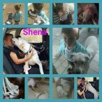 SHENA