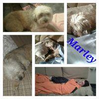 MARLEY (ahora MILLER)