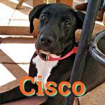 CISCO