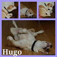 HUGO