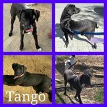 TANGO