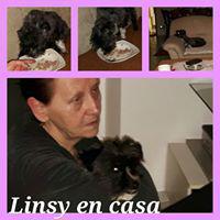 LINSY