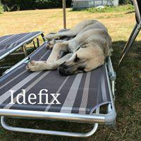 IDEFIX