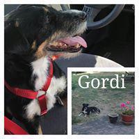 GORDI