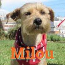 MILOU