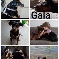 GALA