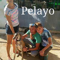 PELAYO