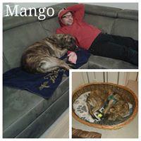 MANGO