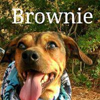 BROWNIE