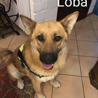 LOBA