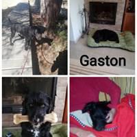 GASTON