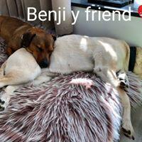 BENJI