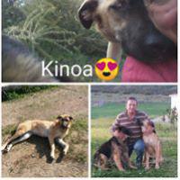 KINOA