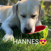 HANNES (HOLGER)