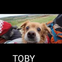 TOBY