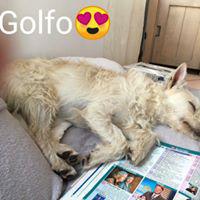 GOLFO