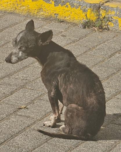 GITANA