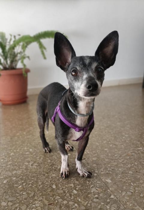 GITANA