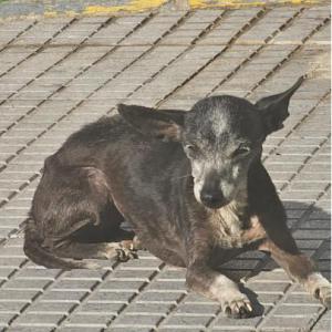GITANA