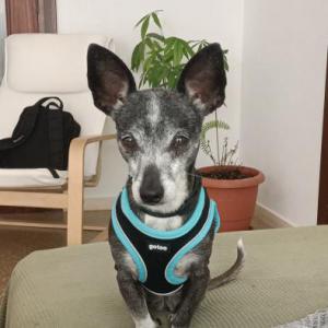 GITANA