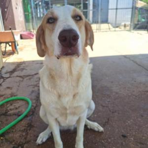 FIONA