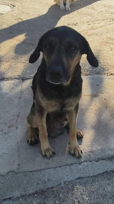 FRIDA