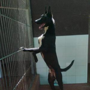 Tango