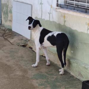 CLOE