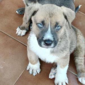 KODA