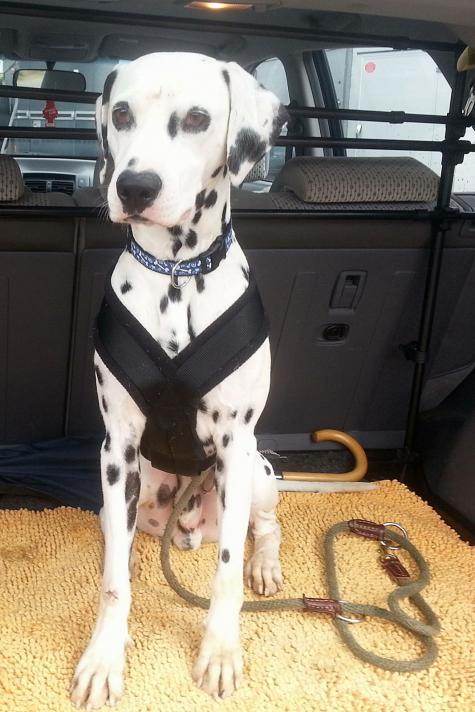 Chulo