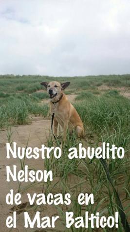 NELSON