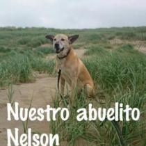 NELSON