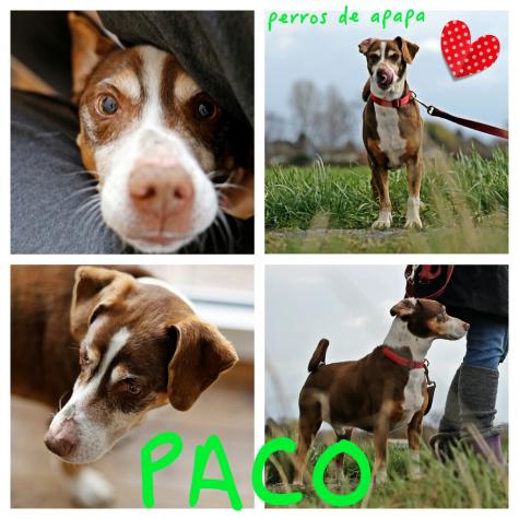 Paco