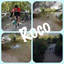 Roco