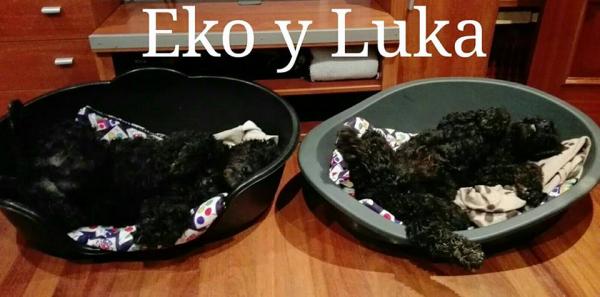 EKO