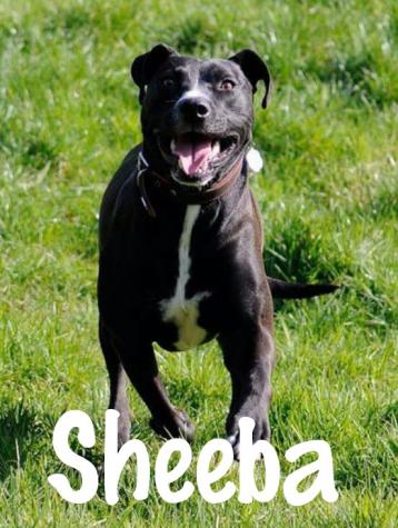 SHEEBA