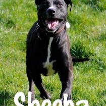 SHEEBA