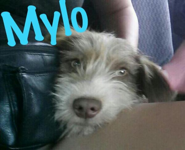 Mylo