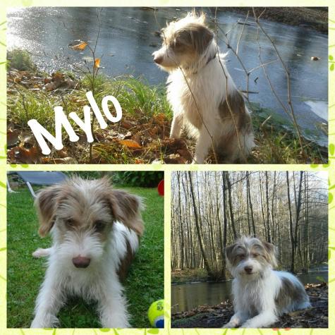 Mylo