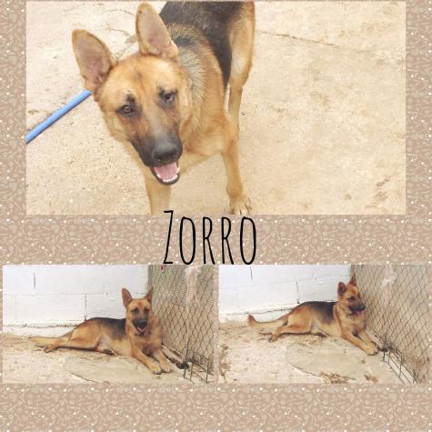 ZORRO