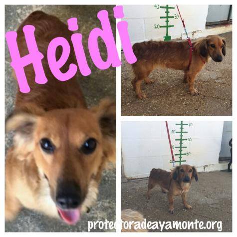 Heidi