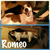 ROMEO