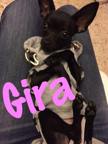 GiIRA