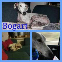 BOGART